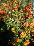 Pyracantha coccinea