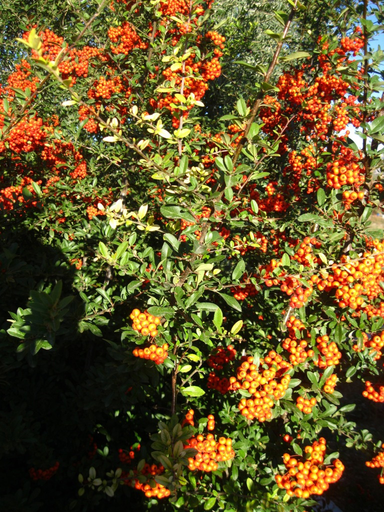 Image of Pyracantha coccinea specimen.