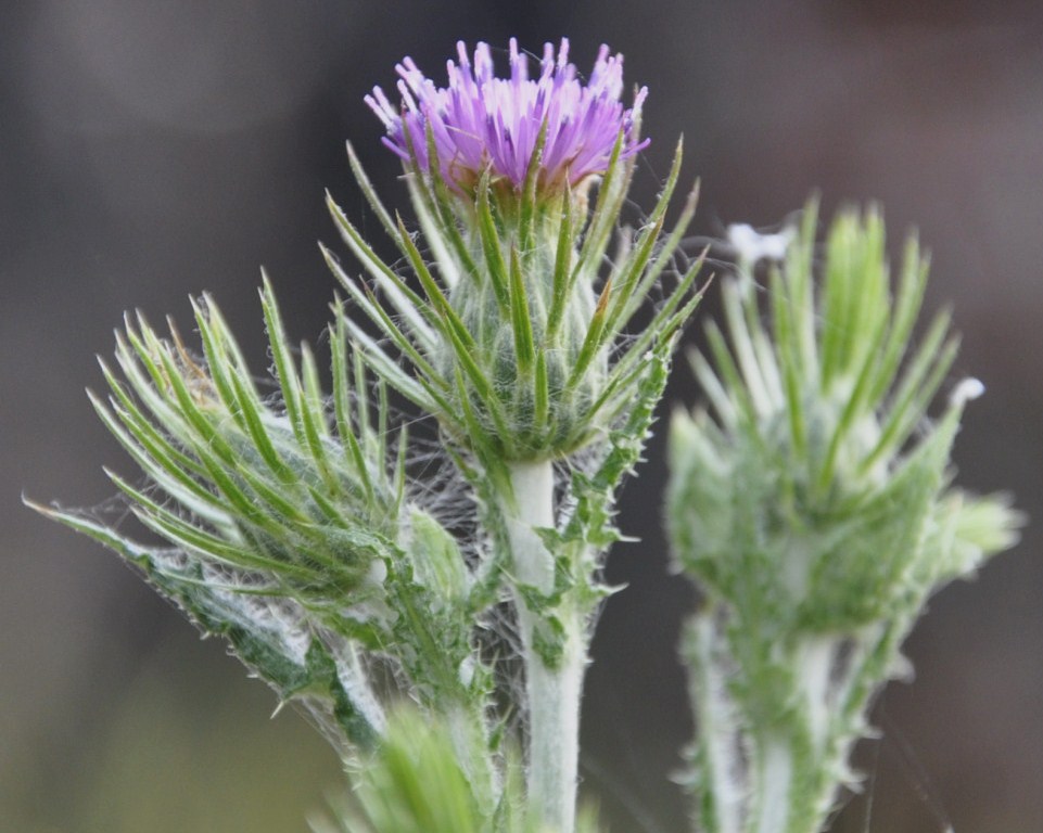 Изображение особи Carduus acicularis.