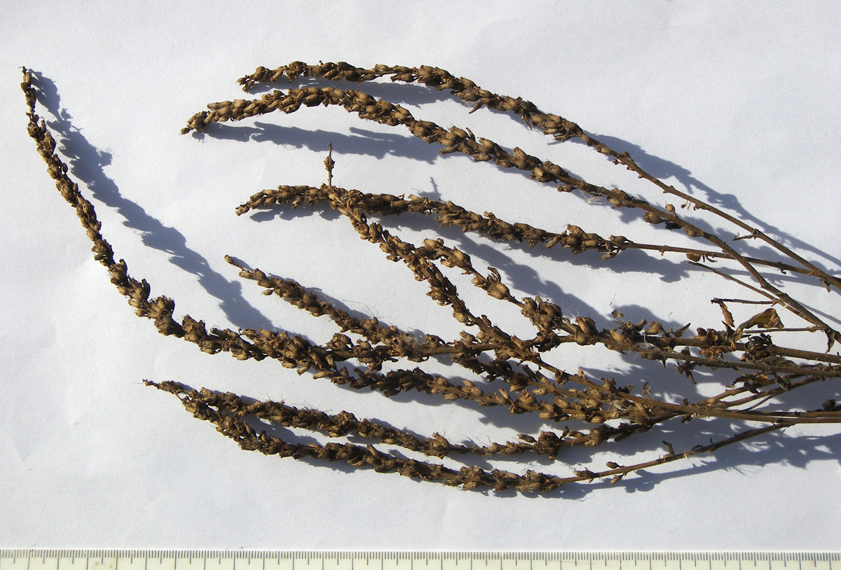 Image of Lythrum salicaria specimen.