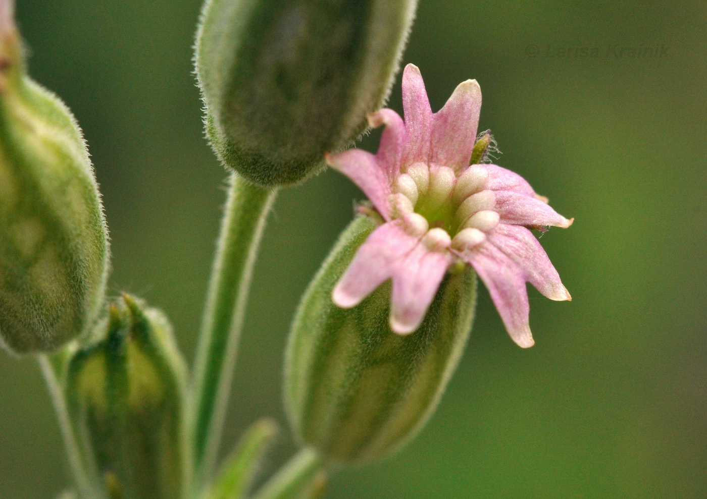 Изображение особи Silene aprica.