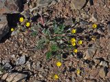 Potentilla sericea