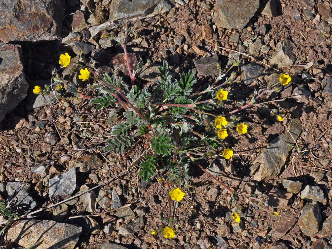 Image of Potentilla sericea specimen.