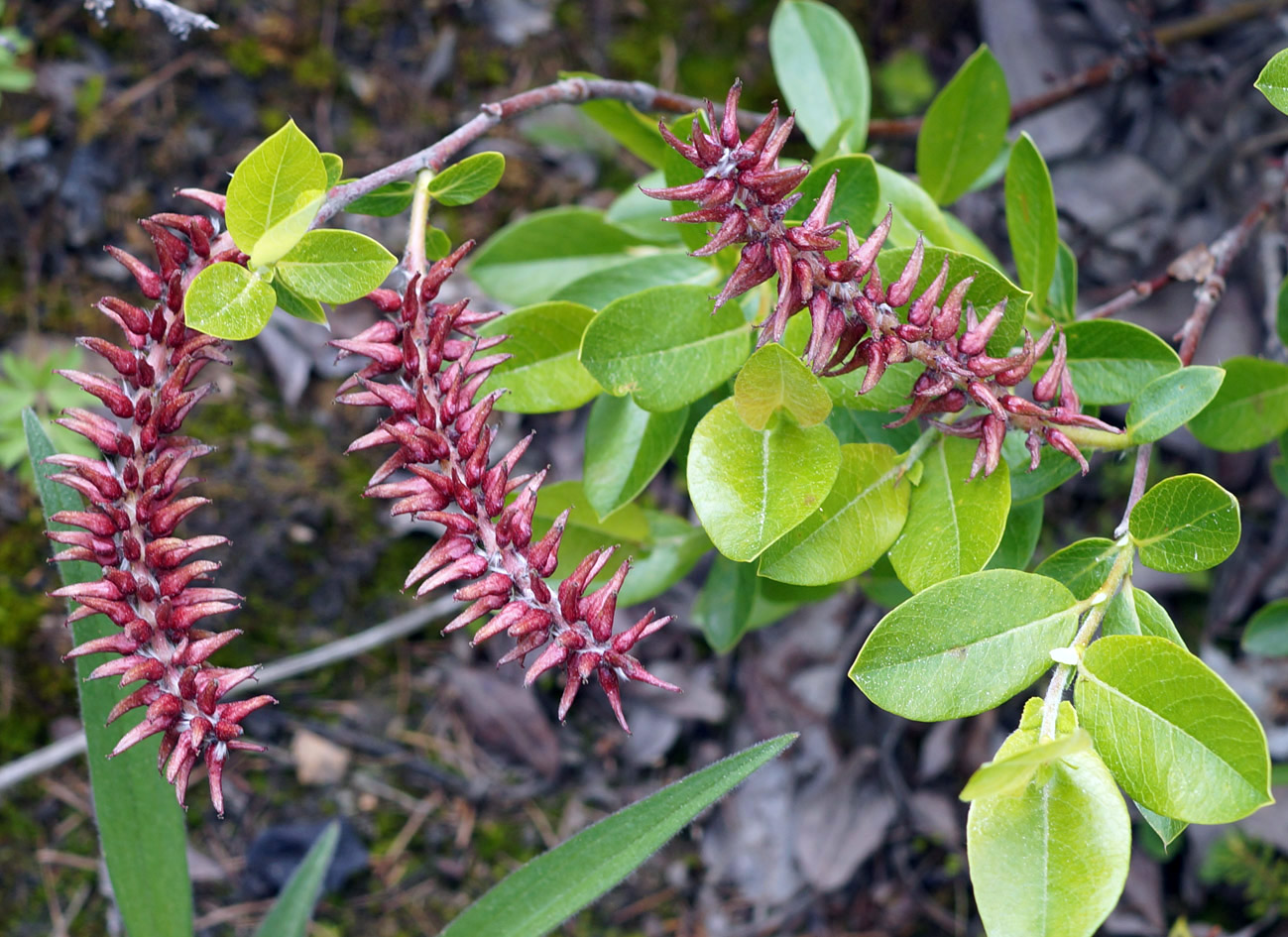 Image of genus Salix specimen.