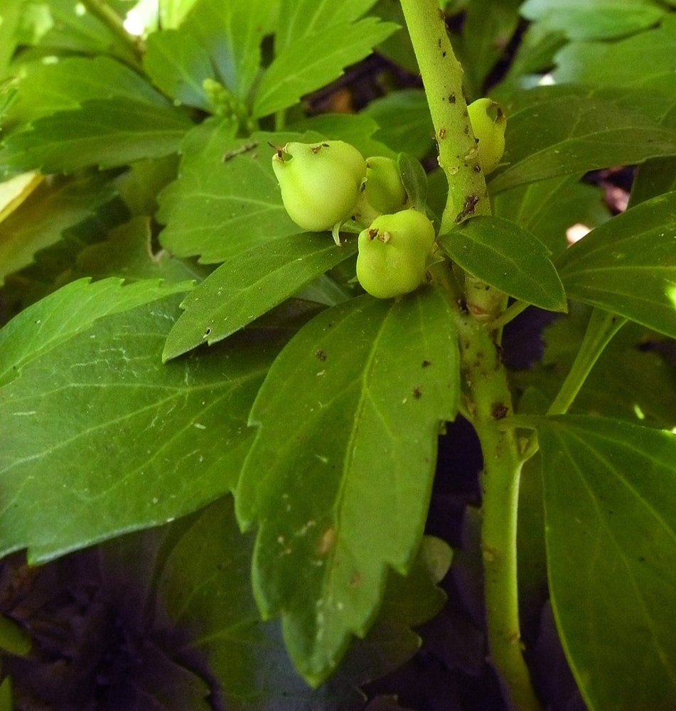 Изображение особи Pachysandra terminalis.