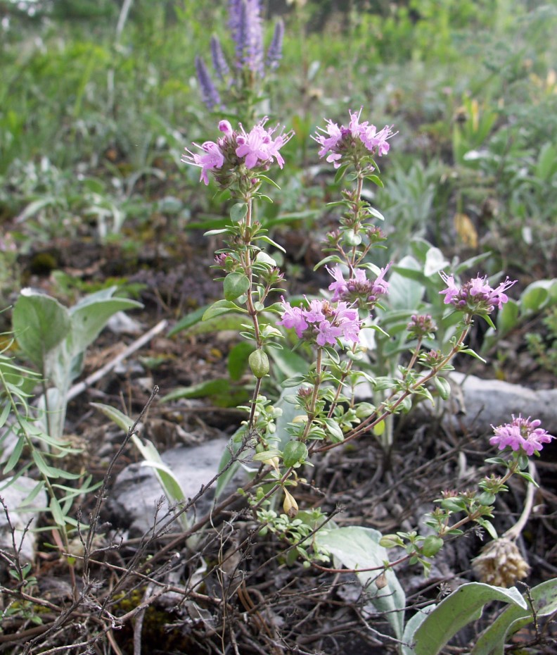 Изображение особи Thymus guberlinensis.