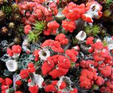 Cladonia deformis. Подеции с апотециями. Коми, Интинский р-н, Приполярный Урал, хр. Малдынырд, левый борт долины руч. Алькесвож, устье руч. Туфовый, береговой обрыв, мохово-кустарничковая тундра. 13.07.2010.