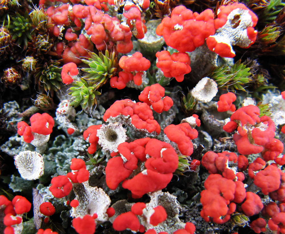 Image of Cladonia deformis specimen.