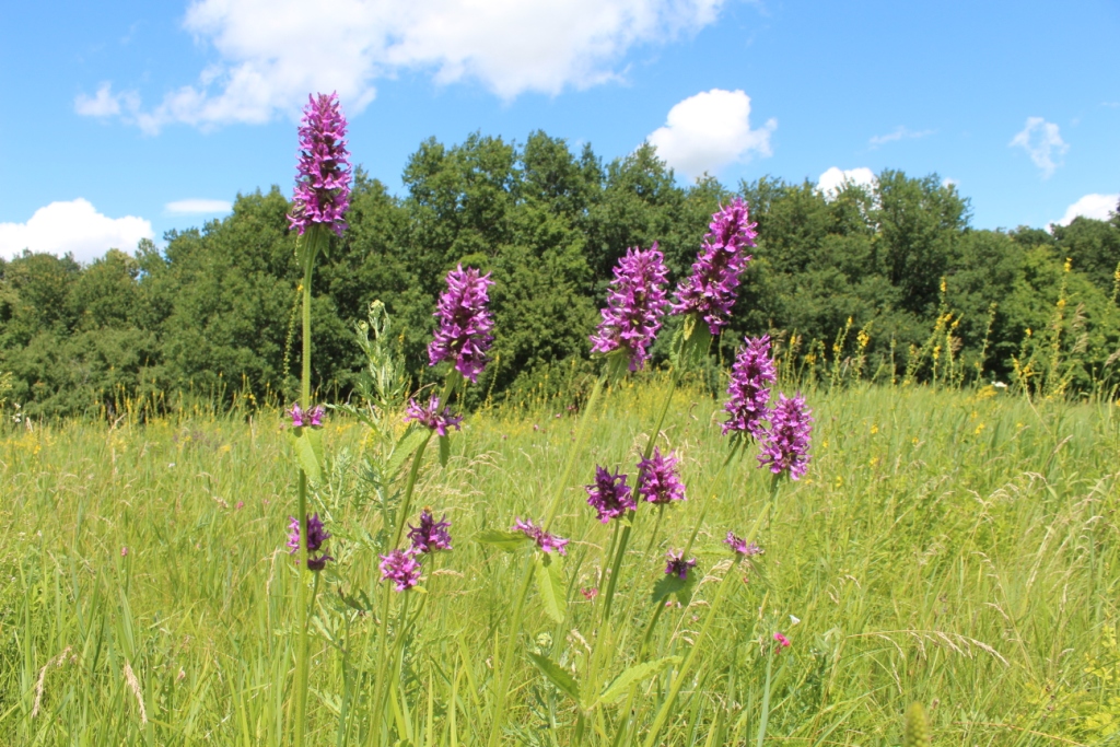 Изображение особи Betonica officinalis.