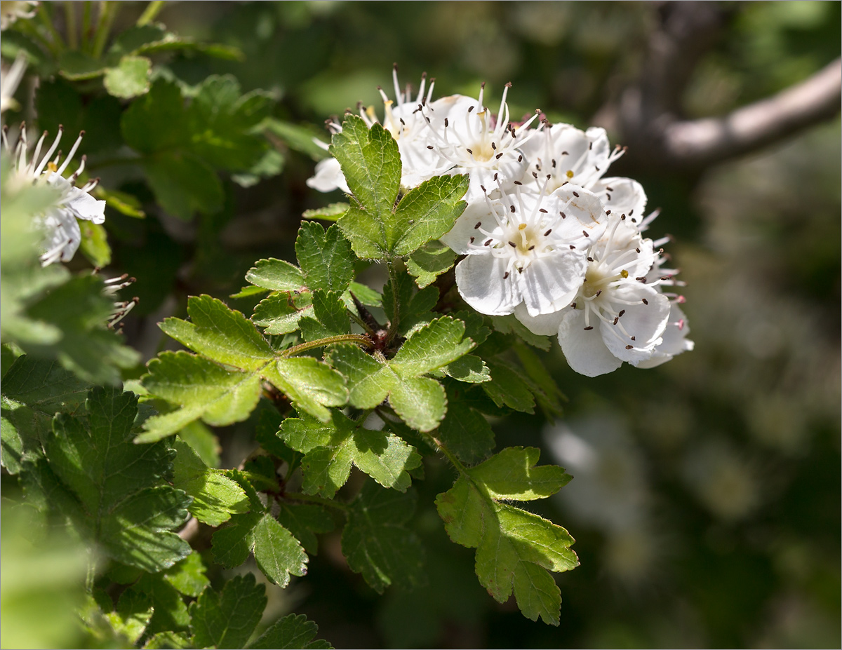 Image of Crataegus microphylla specimen.