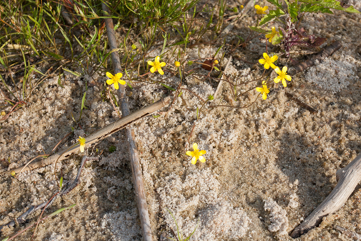 Image of Ranunculus reptans specimen.