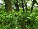 Polygonatum multiflorum