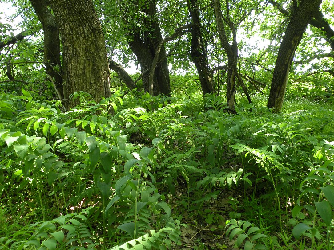 Image of Polygonatum multiflorum specimen.