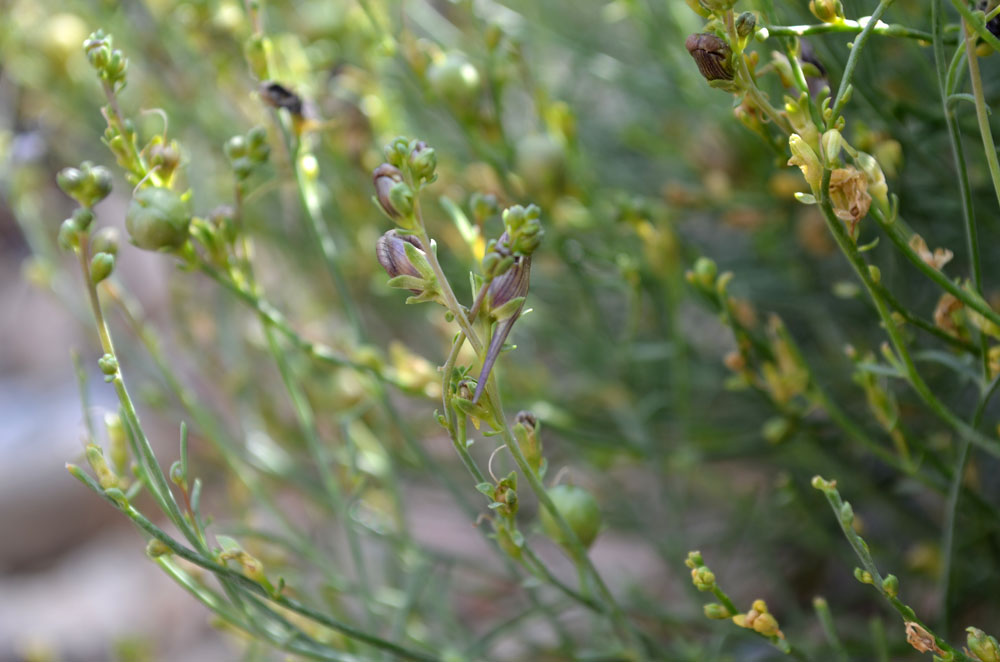 Image of genus Linaria specimen.