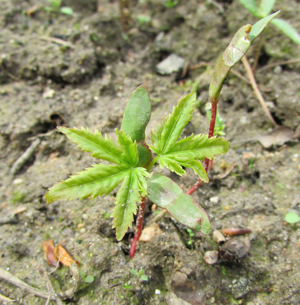 Image of Acer shirasawanum specimen.