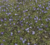 Campanula biebersteiniana