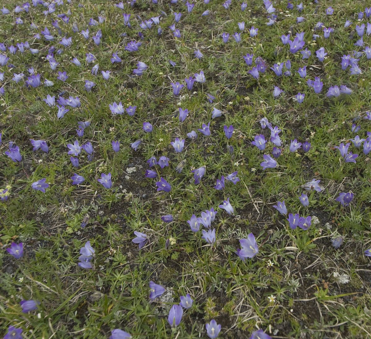 Image of Campanula biebersteiniana specimen.