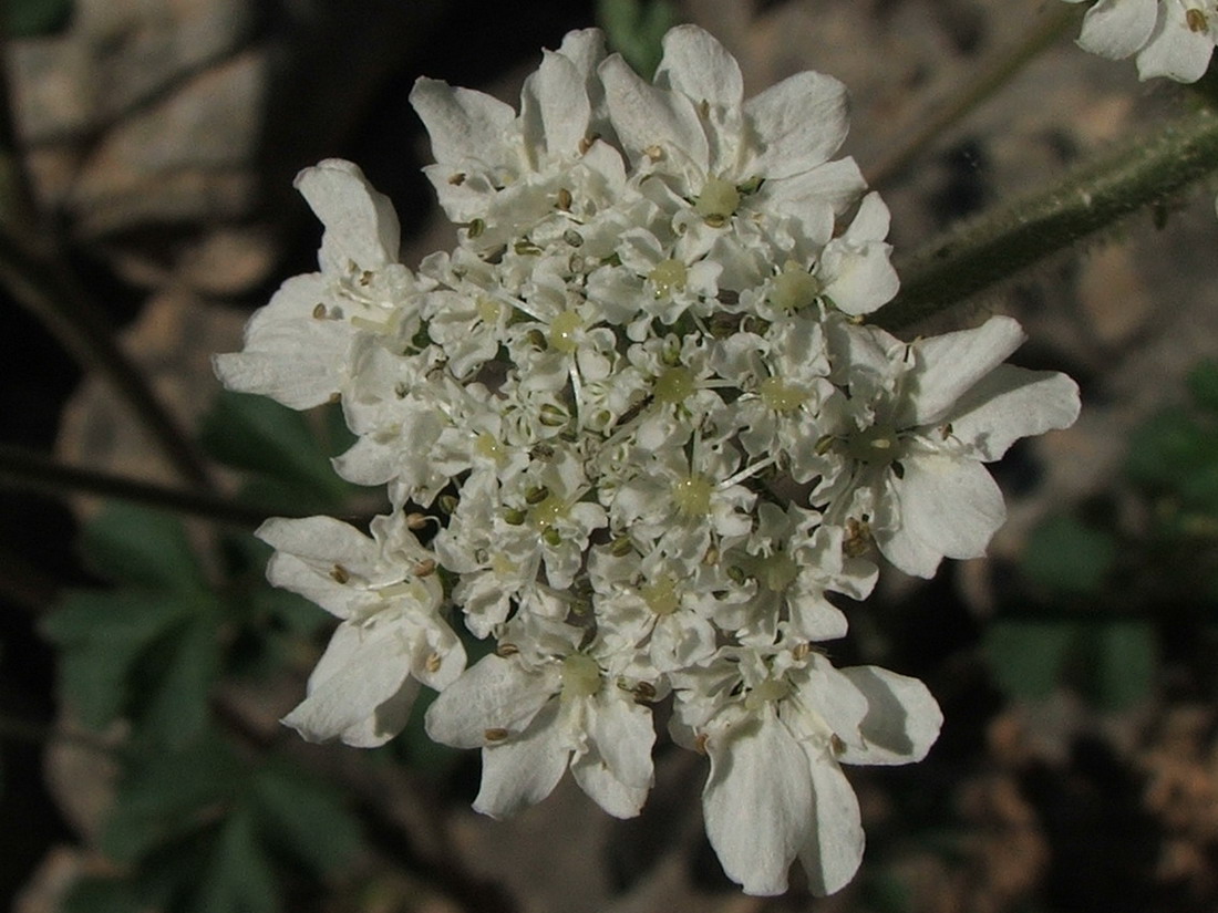 Image of Heracleum ligusticifolium specimen.