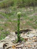 Lepidium campestre. Цветущее растение. Краснодарский край, Абинский р-н, окр. пос. Новый, каменистый склон. 16.04.2018.