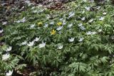 Anemone nemorosa