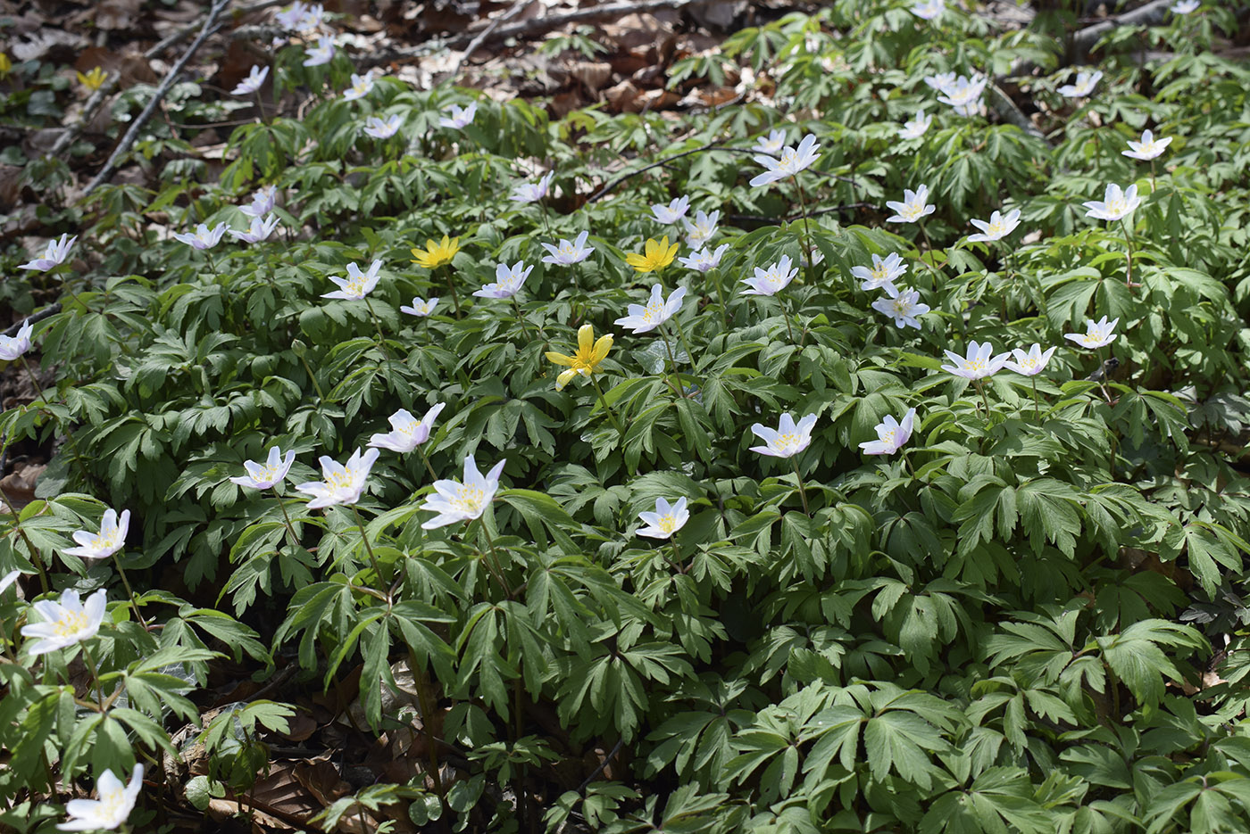 Image of Anemone nemorosa specimen.