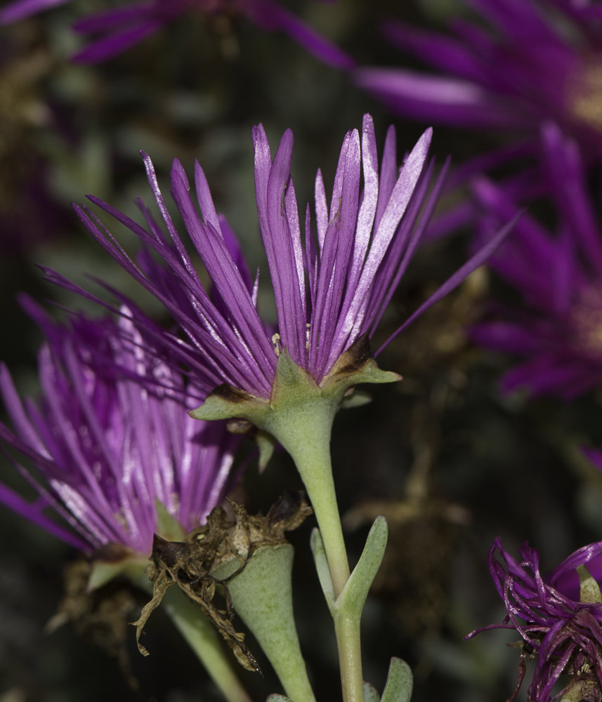 Image of Lampranthus falcatus specimen.