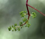 Image of taxon representative. Author is Виталий Гуменюк
