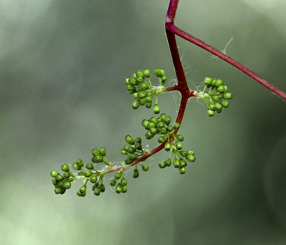 Image of genus Vitis specimen.