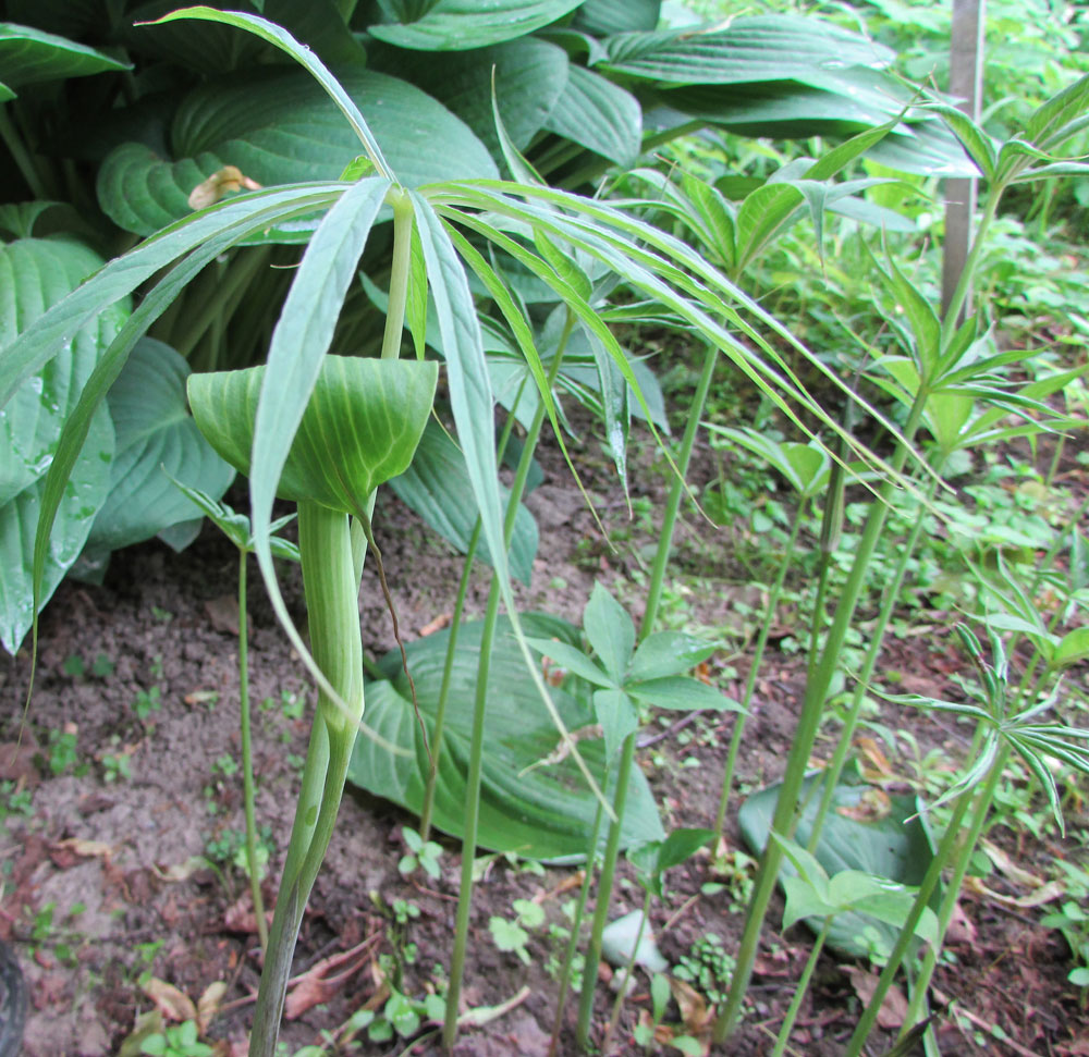 Изображение особи Arisaema ciliatum.