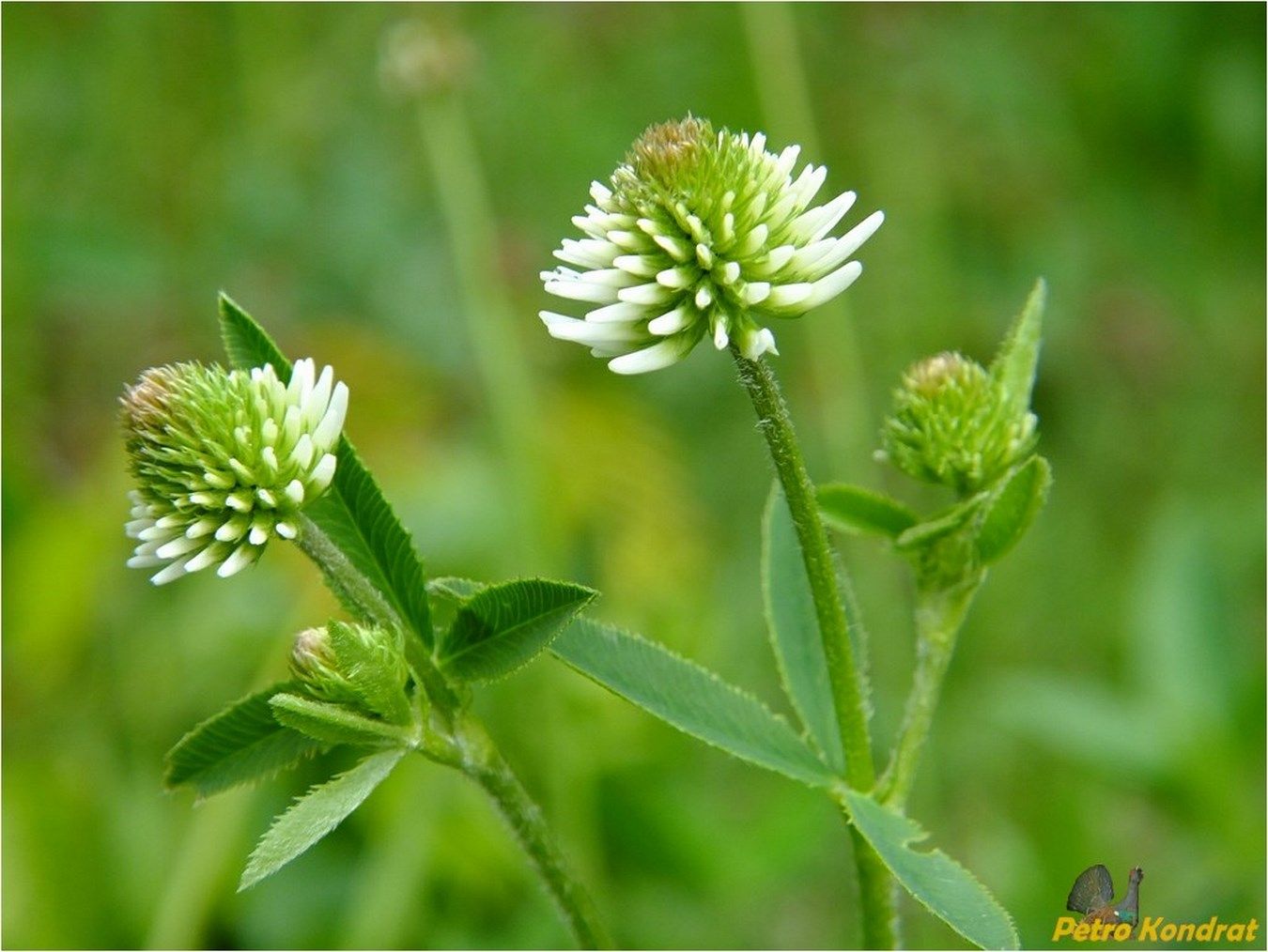 Изображение особи Trifolium montanum.