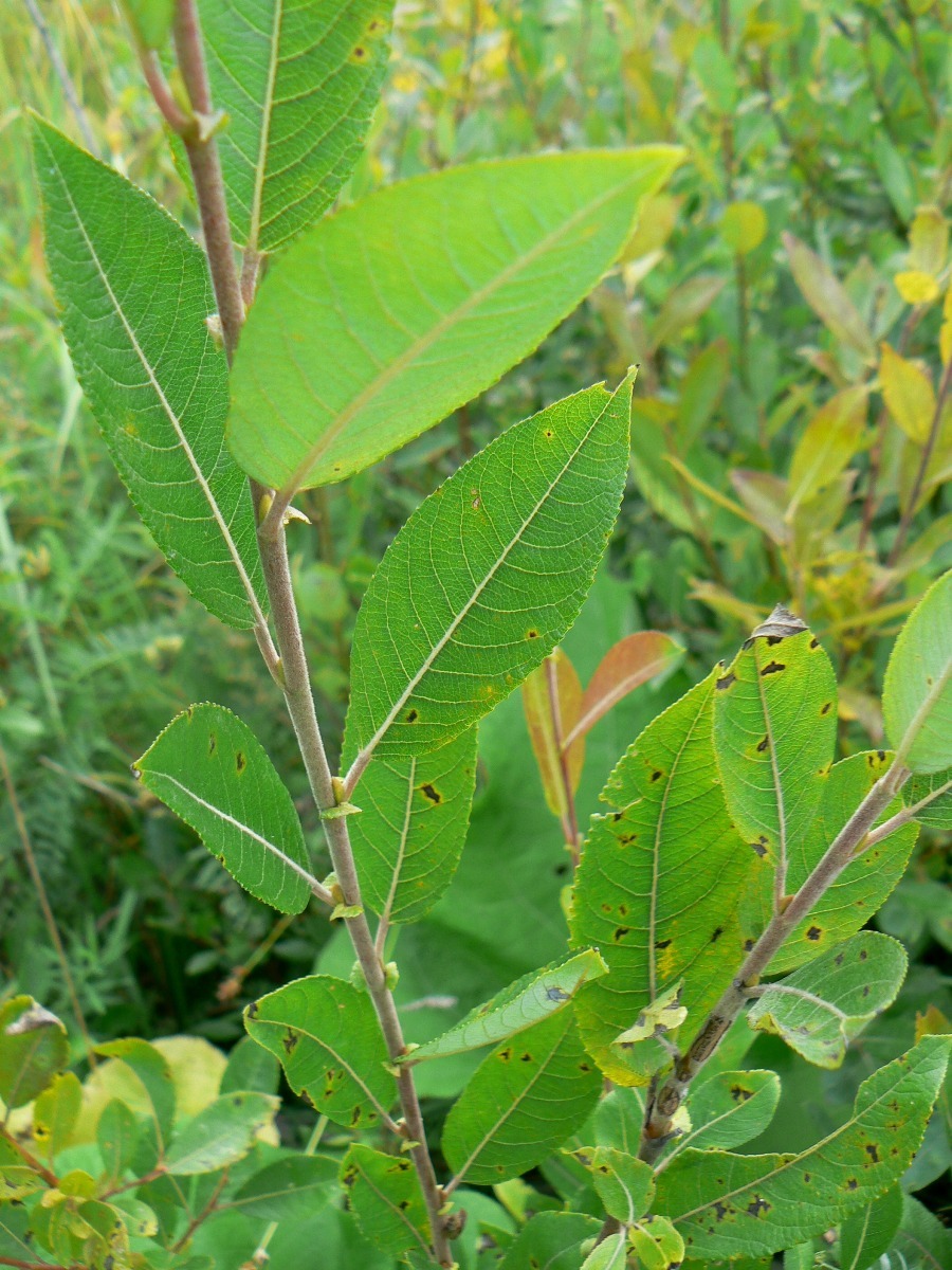 Image of Salix aurita specimen.