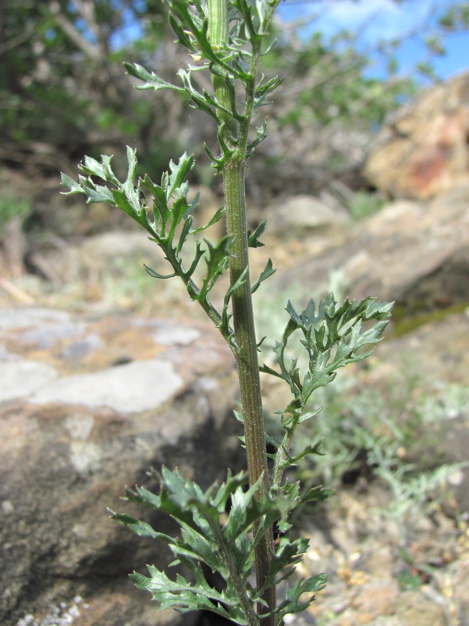 Изображение особи Senecio jacobaea.