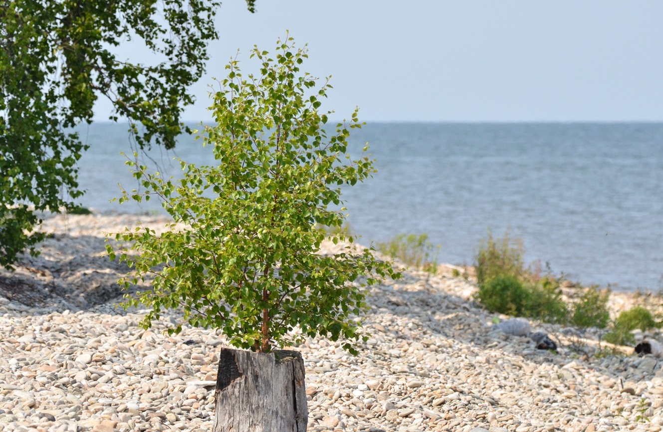 Image of genus Betula specimen.