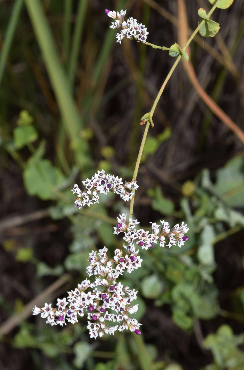 Image of Limonium reniforme specimen.