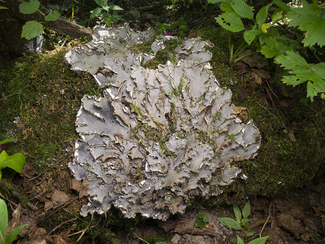 Image of genus Peltigera specimen.