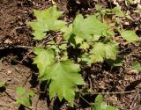 Sorbus torminalis