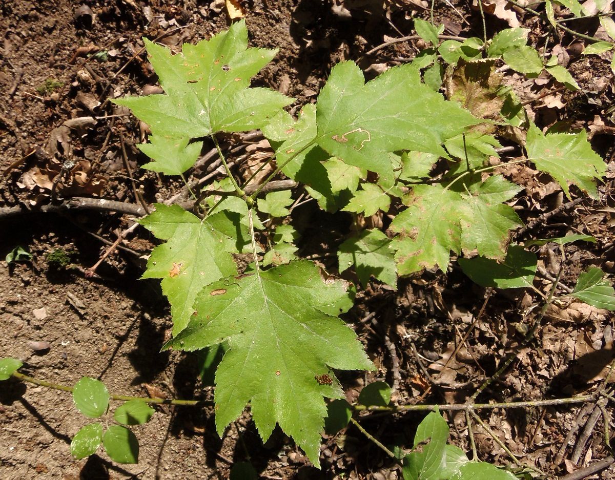 Image of Sorbus torminalis specimen.