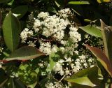 Photinia × fraseri