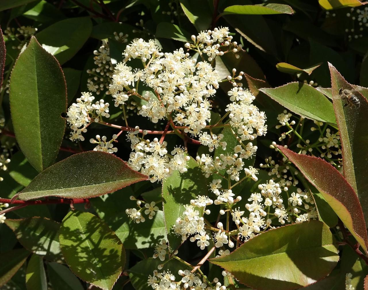 Image of Photinia &times; fraseri specimen.