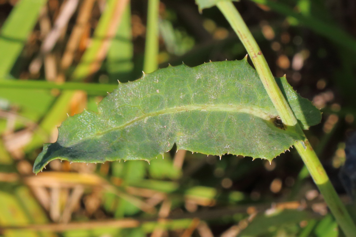 Image of Sonchus arvensis specimen.