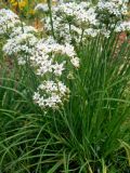 Allium ramosum