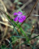Dianthus fischeri