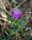 Dianthus fischeri. Верхушка цветущего растения. Московская обл., Шатурский р-н, долина р. Поля, опушка берёзово-соснового леса. 18.08.2018.