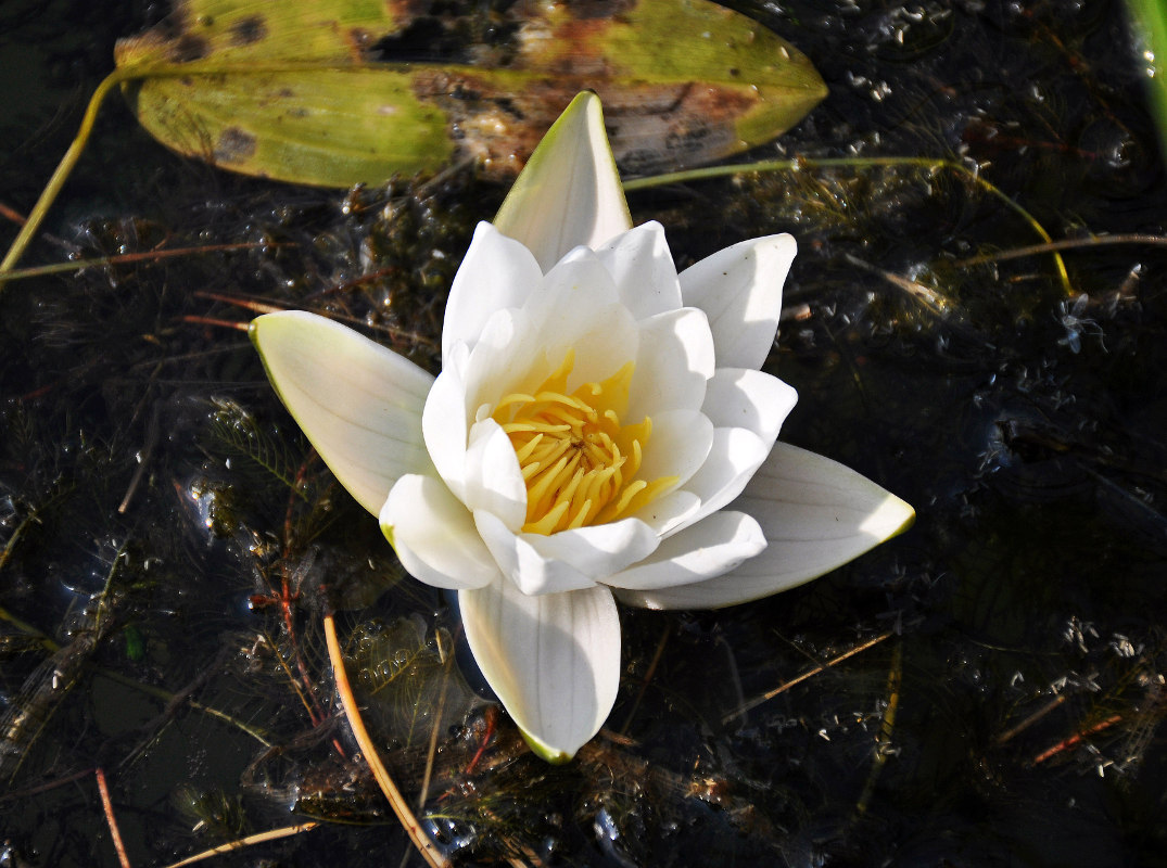 Image of Nymphaea candida specimen.