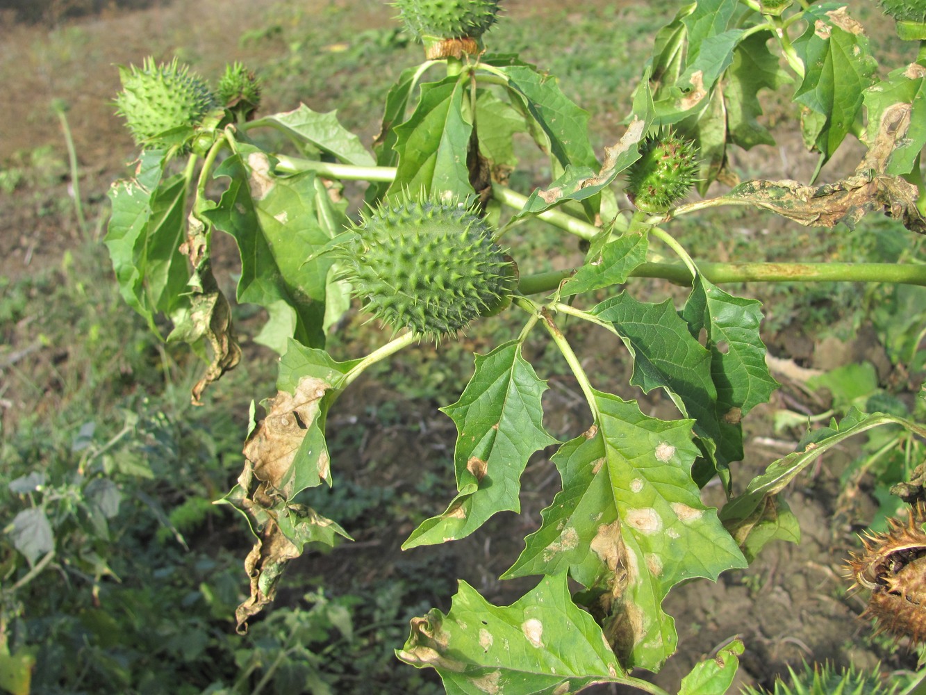 Изображение особи Datura stramonium.