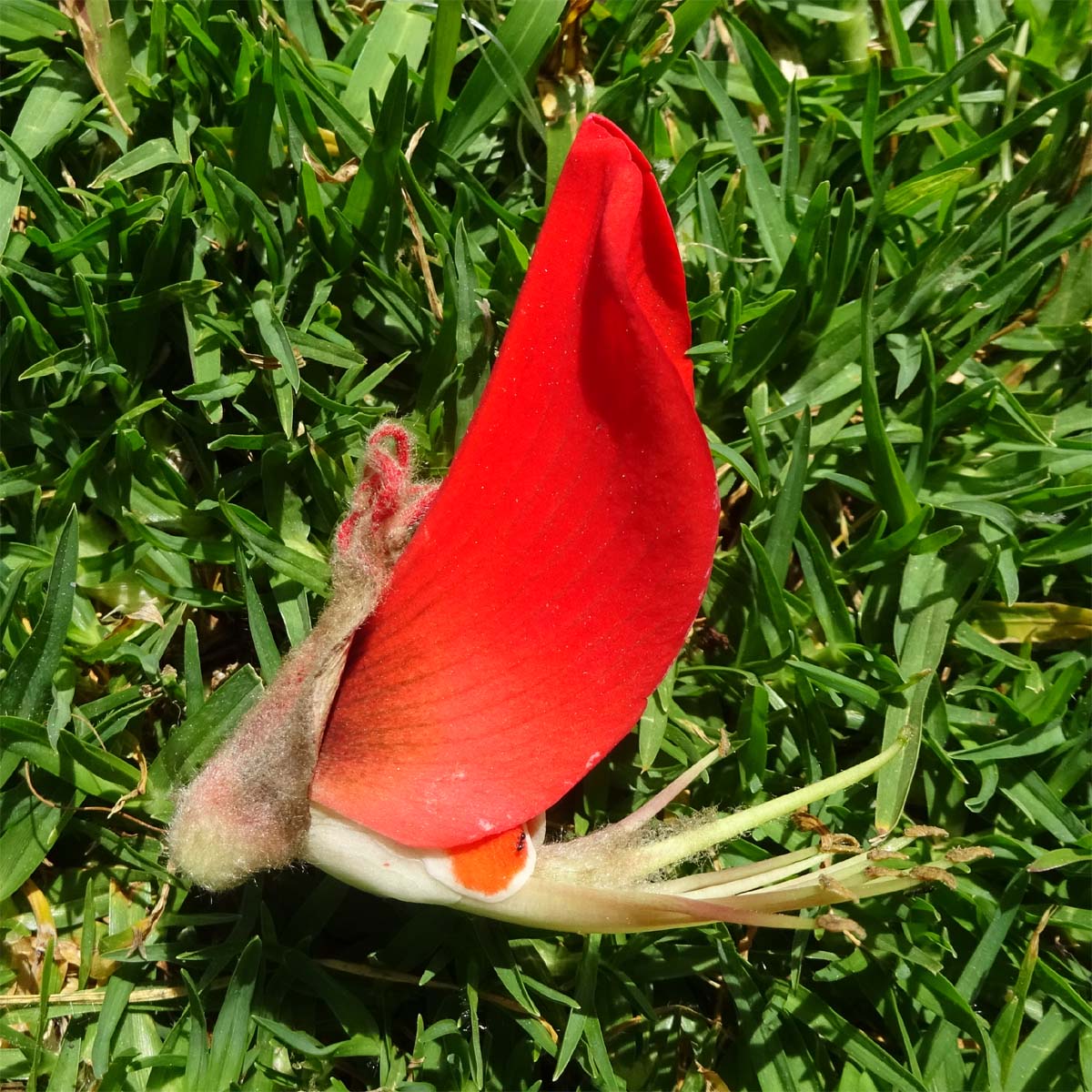 Image of Erythrina latissima specimen.
