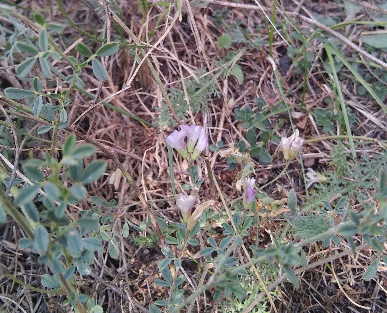 Image of familia Fabaceae specimen.