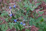 Pulmonaria mollis