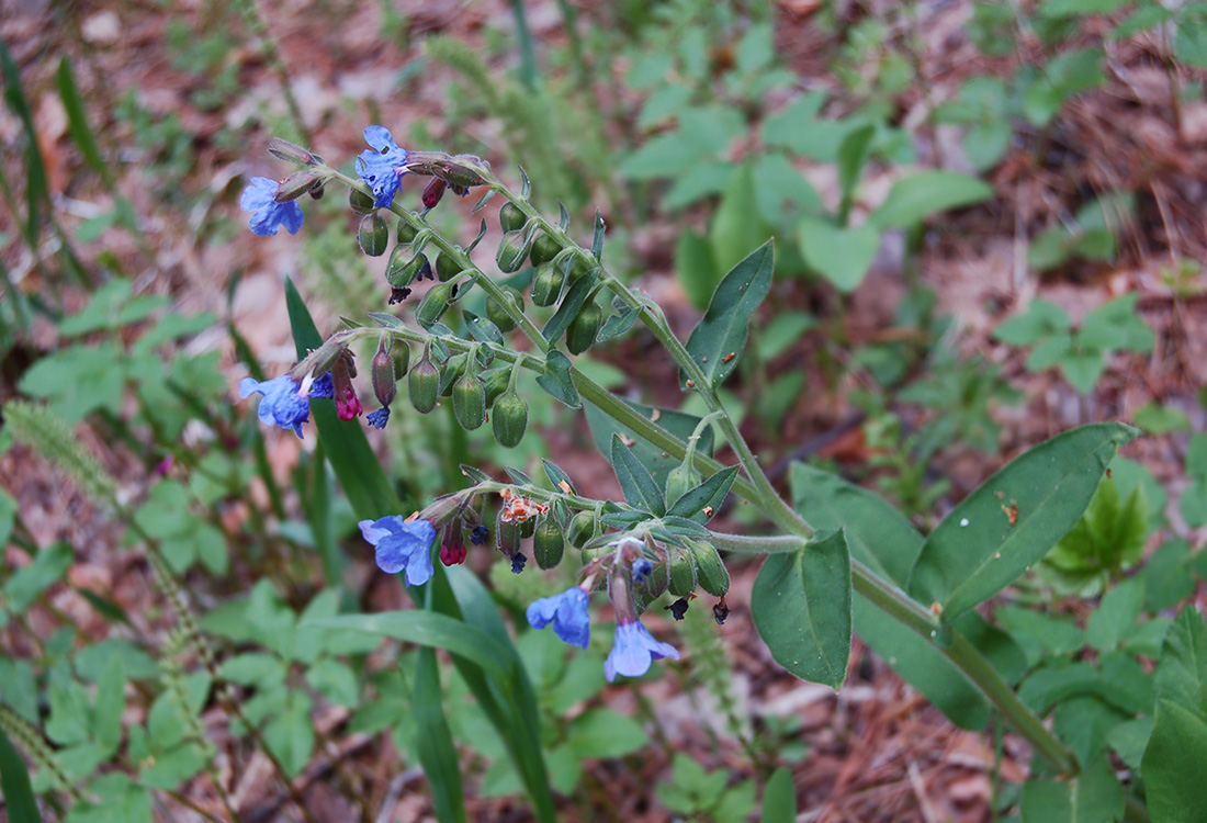 Изображение особи Pulmonaria mollis.