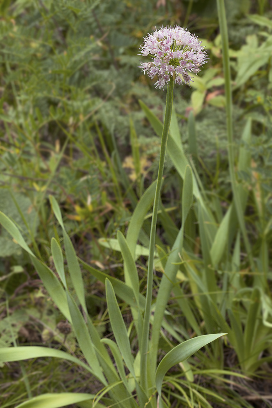 Image of Allium nutans specimen.